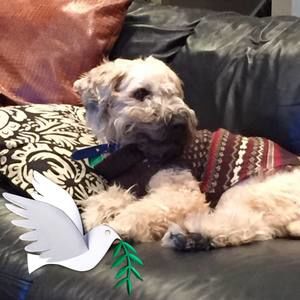 Meet your Posher, Steven